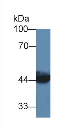 12832