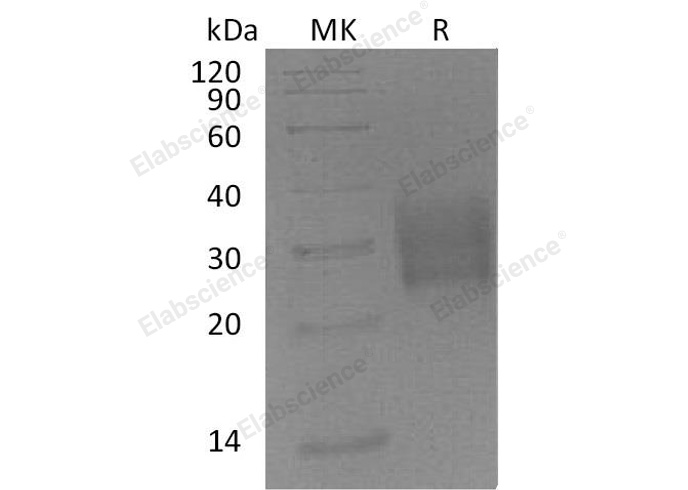 Валидация Elabscience PKSM041169(5077)