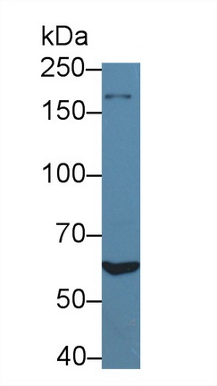 12697