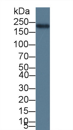 12389