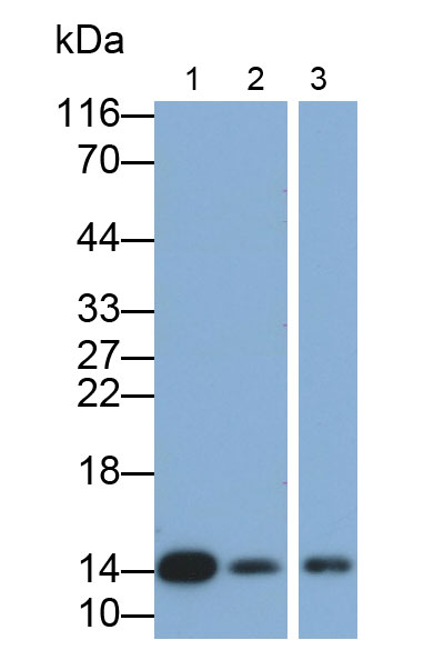 14626