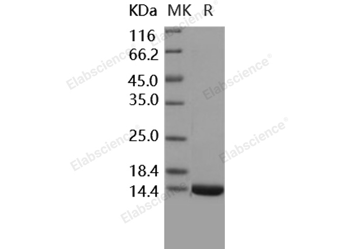 Валидация Elabscience PKSH030450(1374)