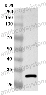 Валидация AntibodySystem PHA69401