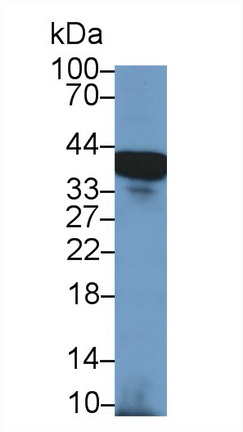13250