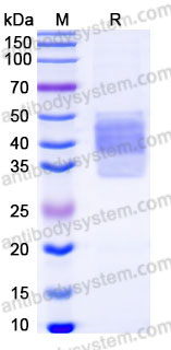 EHC24402, SDS-PAGE