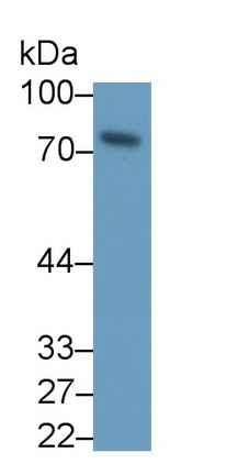 11700