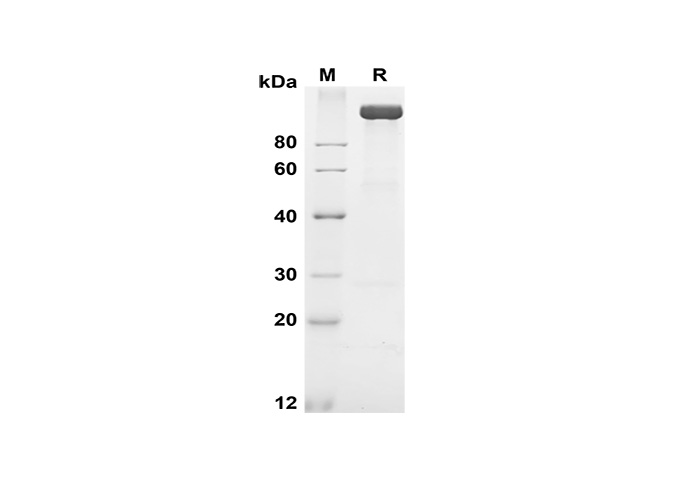 Валидация Elabscience PDMH100347(958)