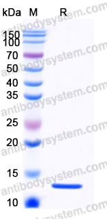 YHD71003, SDS-PAGE
