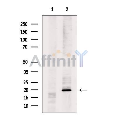 Валидация Affinity DF9102 - 21402