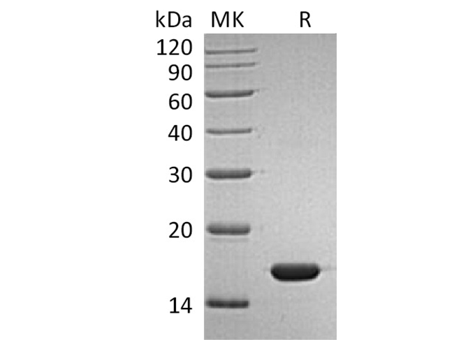 Валидация Elabscience PKSH033640(3926)