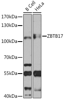 Валидация Elabscience E-AB-90956