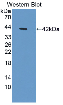 41287