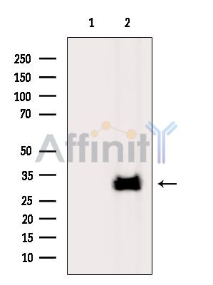 Валидация Affinity DF15798 - 12282