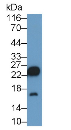 10919