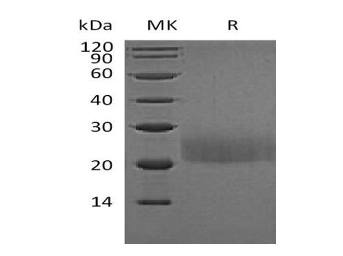 Валидация Elabscience PKSM041000(4936)