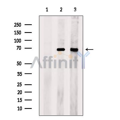 Валидация Affinity DF13464 - 8813