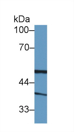 10041