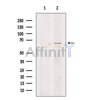 Валидация Affinity DF13437 - 8758