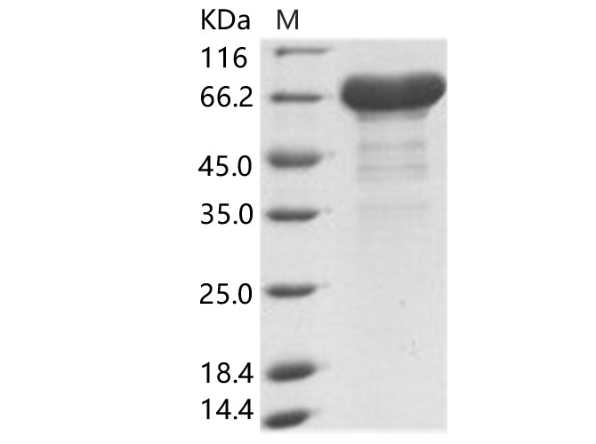 Валидация Elabscience PKSV030161(5938)
