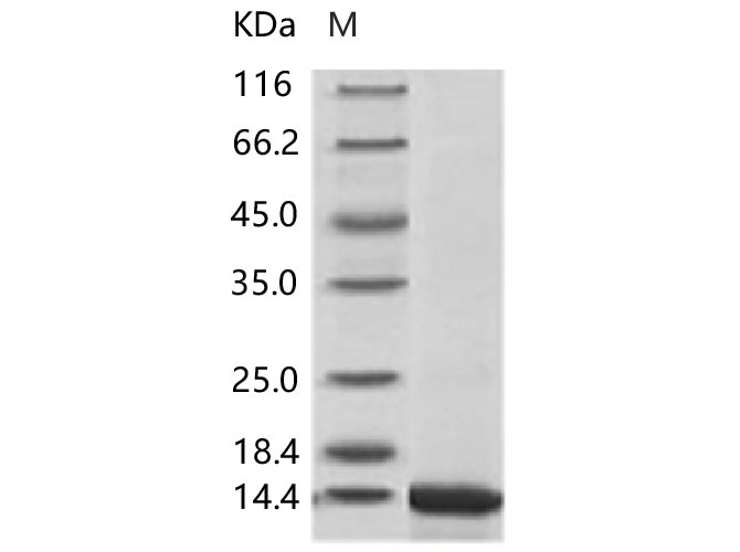 Валидация Elabscience PKSV030265(6031)