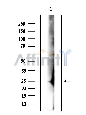Валидация Affinity DF15996 - 12534