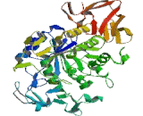 Amylase Alpha 1, Salivary (AMY1)