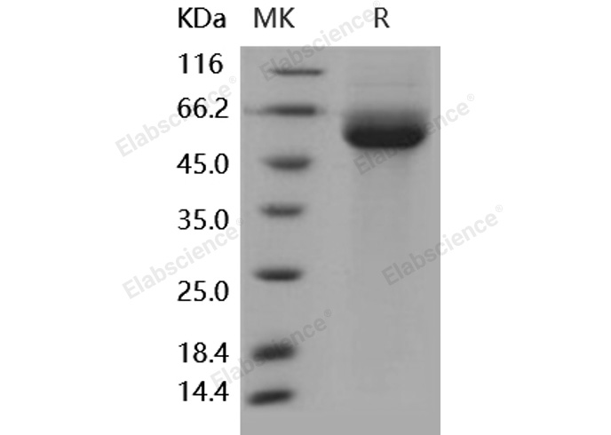 Валидация Elabscience PKSH031874(2496)