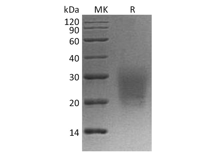 Валидация Elabscience PKSQ050019(5392)