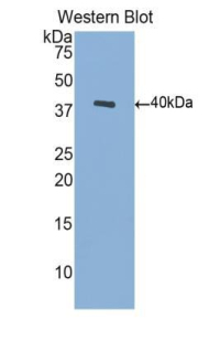 50036
