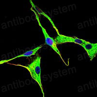 Валидация IF - AntibodySystem RHD65702
