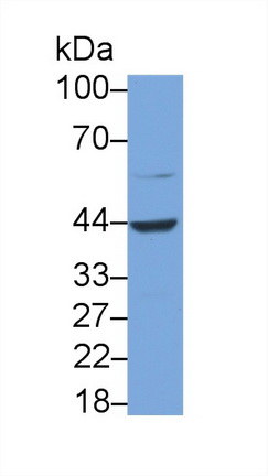 19029