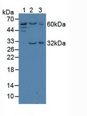 4164