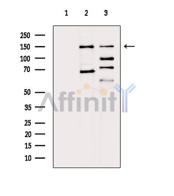 Валидация Affinity AF6129 - 3349