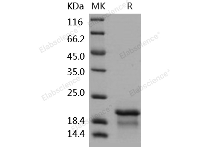 Валидация Elabscience PKSH031911(2526)