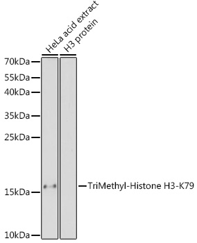 A2369, вестерн-блоттинг, лизат клеток HeLa (8561)