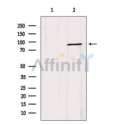 Валидация Affinity DF7037 - 18669