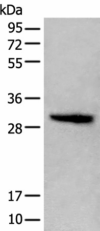 Валидация Elabscience E-AB-18229