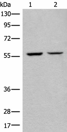 Валидация Elabscience E-AB-52458