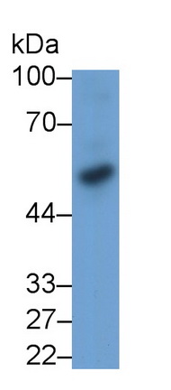64663