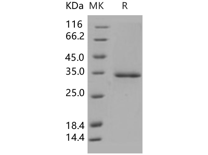 Валидация Elabscience PKSH031350(2078)