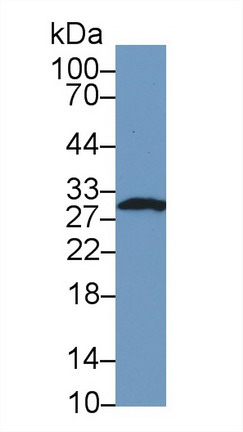 9463