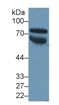 12548