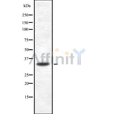 Валидация Affinity DF8422 - 20295