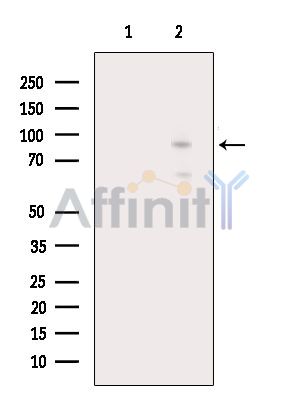 Валидация Affinity AF6584 - 3888