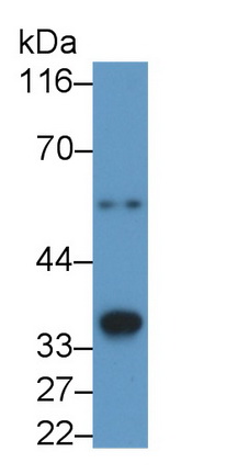 47968