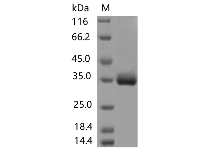Валидация Elabscience PKSV030443(6167)