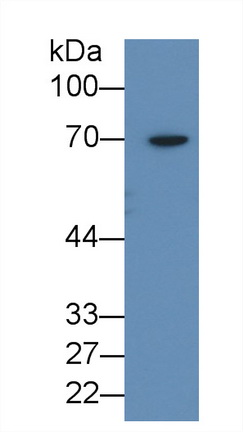 4332