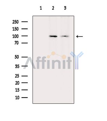 Валидация Affinity AF6278 - 3532