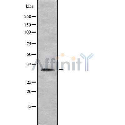 Валидация Affinity DF8352 - 20207