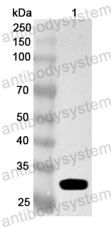 Валидация AntibodySystem PHA62301